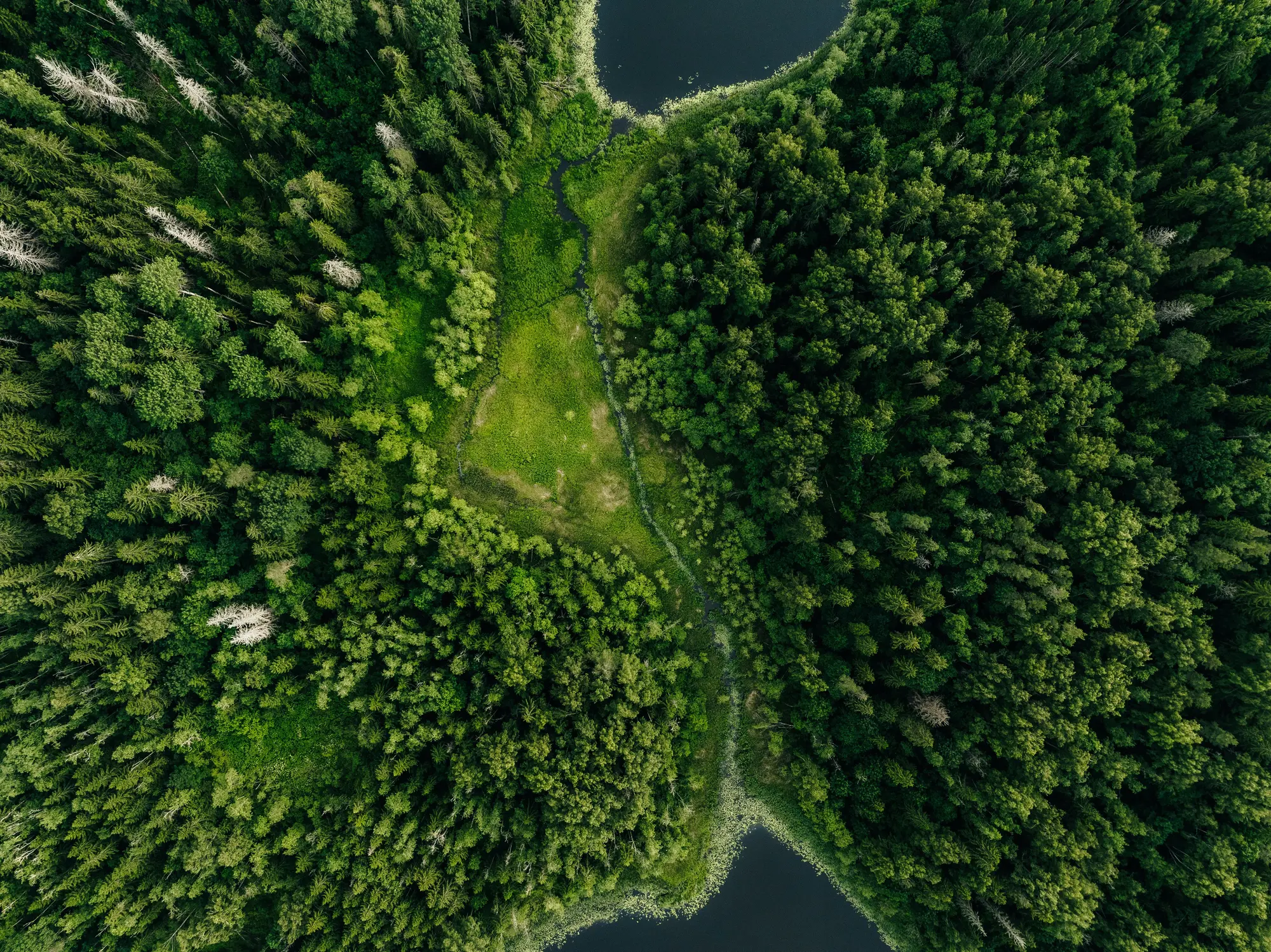 Aerial view of a forest with a clearing and a stream